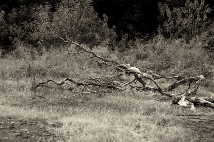 Lechat & Raquel Miom - Raquel Image 7